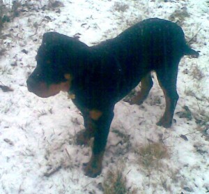 barney in the snow1